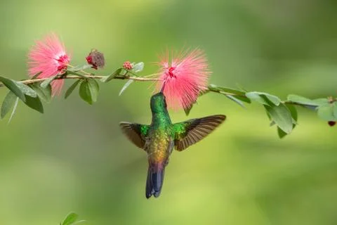 Copper-rumped Hummingbird hovering next to pink mimosa flower, bird in flight Stock Photos