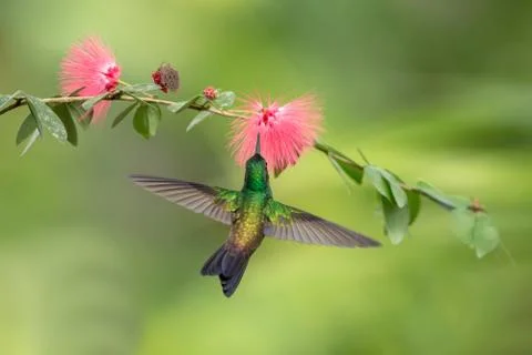 Copper-rumped Hummingbird hovering next to pink mimosa flower, bird in flight Stock Photos