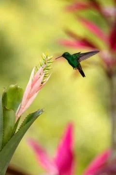 Copper-rumped Hummingbird hovering next to pink and yellow flower, bird in fl Stock Photos