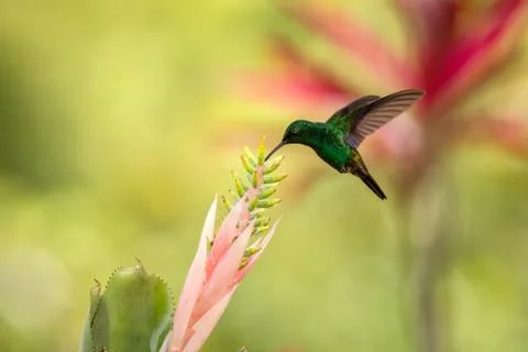 Copper-rumped Hummingbird hovering next to pink flower, bird in flight, carib Stock Photos