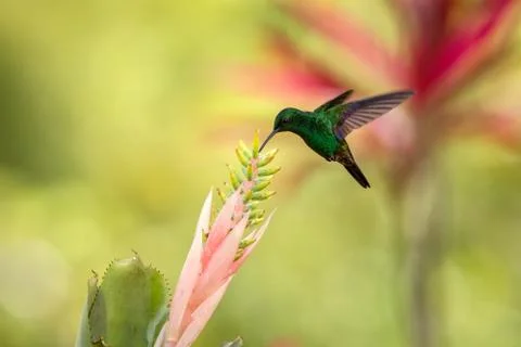 Copper-rumped Hummingbird hovering next to pink flower, bird in flight, carib Stock Photos