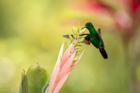 Copper-rumped Hummingbird hovering next to pink flower, bird in flight, carib Stock Photos