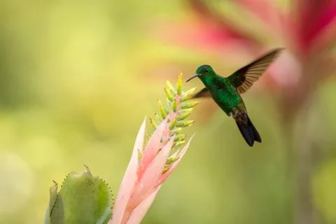 Copper-rumped Hummingbird hovering next to pink flower, bird in flight, carib Stock Photos