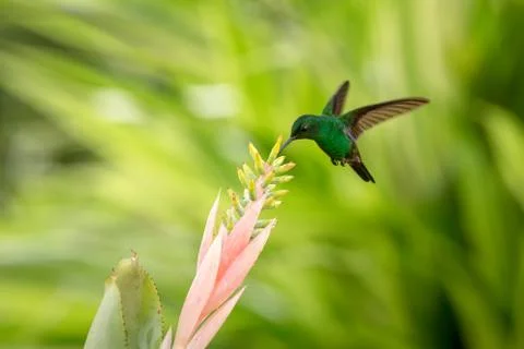 Copper-rumped Hummingbird hovering next to pink flower, bird in flight, carib Stock Photos