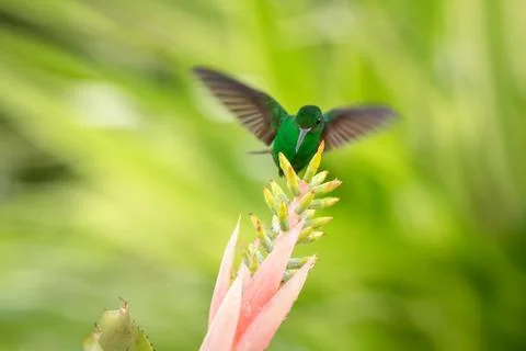 Copper-rumped Hummingbird hovering next to pink flower, bird in flight, carib Stock Photos