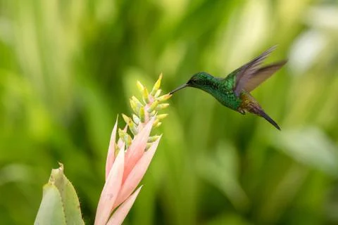 Copper-rumped Hummingbird hovering next to pink flower, bird in flight, carib Stock Photos