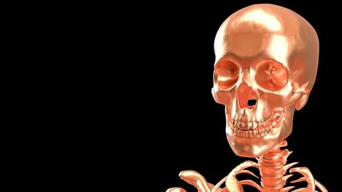 The Copper  skeleton on black background for education or sci concept 3d re.. Stock Illustration