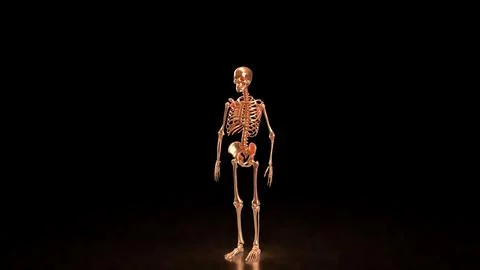 The Copper  skeleton on black background for education or sci concept 3d re.. Stock Photos