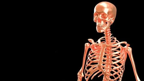 The Copper  skeleton on black background for education or sci concept 3d re.. Stock Photos