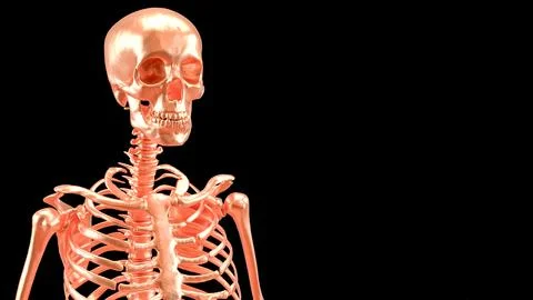 The Copper  skeleton on black background for education or sci concept 3d re.. Stock Photos