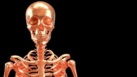 The Copper  skeleton on black background for education or sci concept 3d re.. Stock Photos