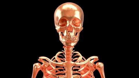 The Copper  skeleton on black background for education or sci concept 3d re.. Stock Photos