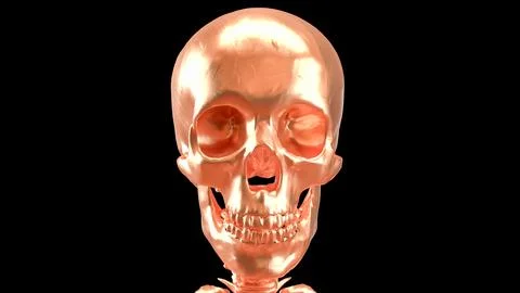 The Copper  skeleton on black background for education or sci concept 3d re.. Stock Photos