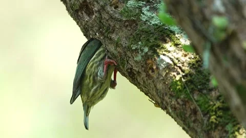 Copper smith barbet nest Stock Footage 255895084