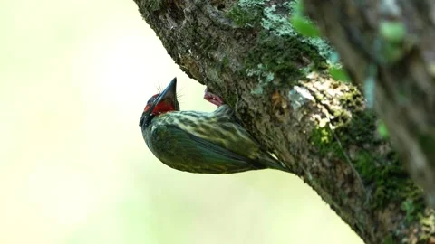 Copper smth barbet nest Stock Footage 255895005