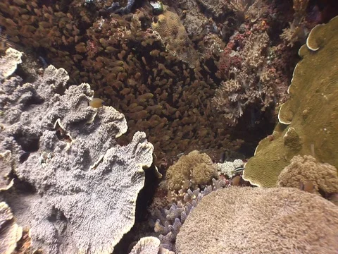 Copper Sweepers Stock Footage 98669544