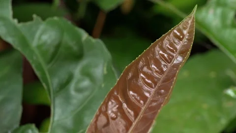 Copper-Toned Tropical Leaf With Soft Green Foliage Background 動画素材 336303350