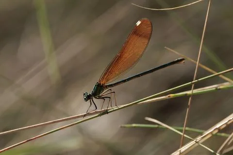 Copper Winged Damselfly Perched on a Thin Stem on the Banks of the Serpis River Stockfoto's