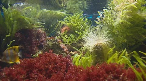 Copperband Butterflyfish and Tube-dwelling anemone Stock Footage
