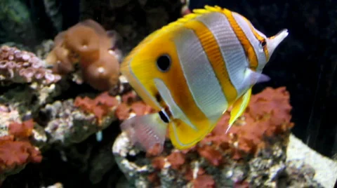 Copperband butterflyfish Video stock 626970