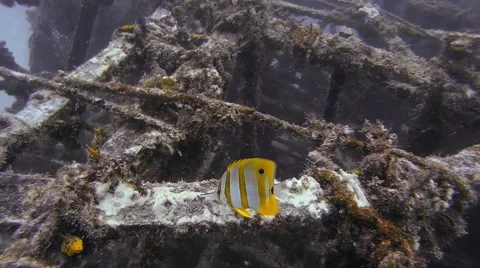 Copperband butterflyfish Stock Footage 43466626