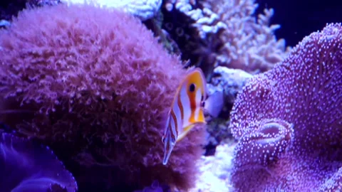 Copperband Butterflyfish Stock Footage 149858874