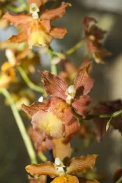 Coppered Blooms Stock Photos