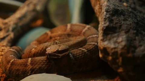 Copperhead poisonous snake hiding Video stock 77840727
