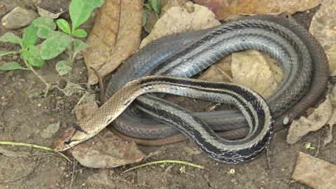 Copperhead Racer snake  curl up bitten by an ant on the ground. Stock Footage 165281359
