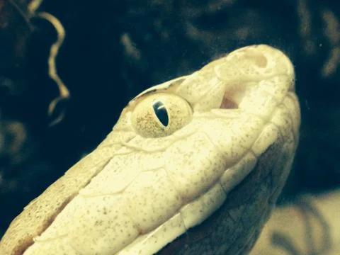 Copperhead Snake #3 Stock Photos