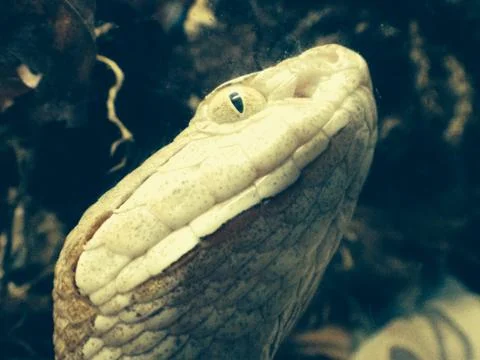 Copperhead Snake #3 Stock Photos