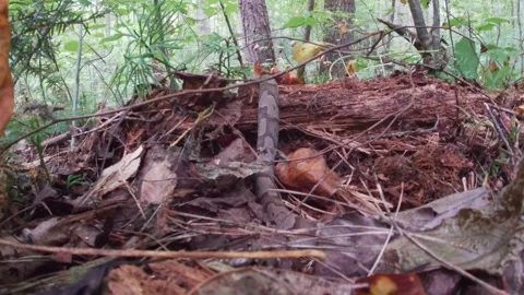 Copperhead snake back view crawl over log 1 Stock Footage 217930708