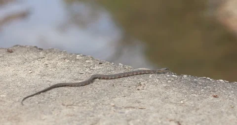 A copperhead snake Stock Footage 129644231