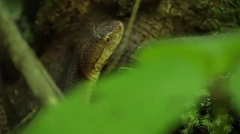 Copperhead  snake on forest floor Red River gorge Kentucky Vídeo Stock 52631644