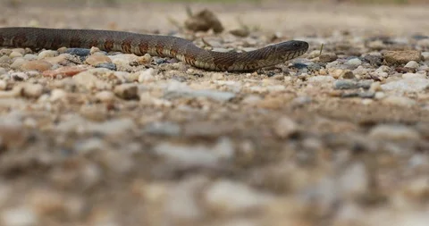 A copperhead snake has a venomous bite Stock Footage 129644447