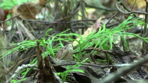 Copperhead snake head peaking out Stock Footage 217926005