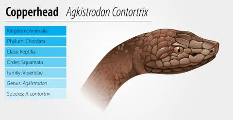 Copperhead snake Stock Illustration