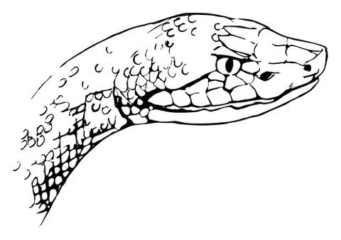 Copperhead snake Stock Illustration