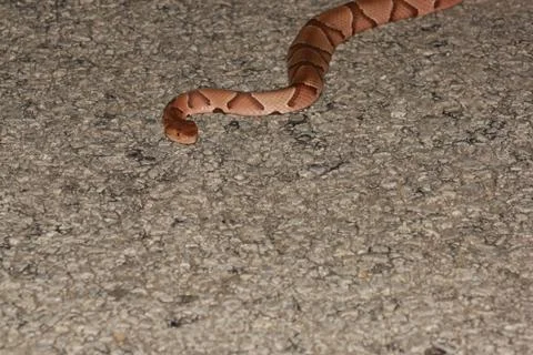 Copperhead snake Stock Photos