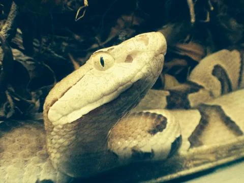 Copperhead Snake Stock Photos