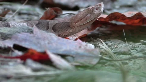 Copperhead snake side view crawl close Stock Footage 217927050