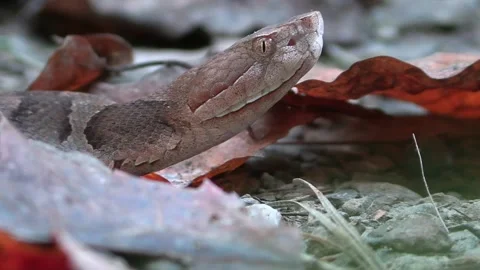 Copperhead snake side view crawl very close Stock Footage 217933071