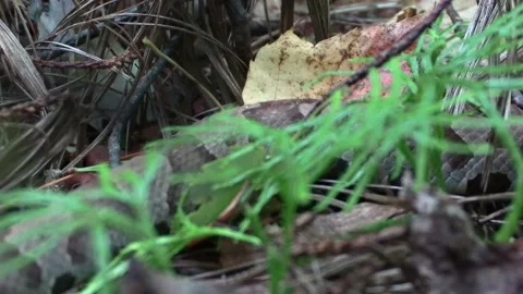 Copperhead snake side view lunge close Stock Footage 217927056