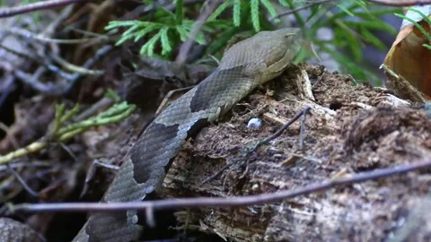 Copperhead snake side view move on log Stock Footage 217929160