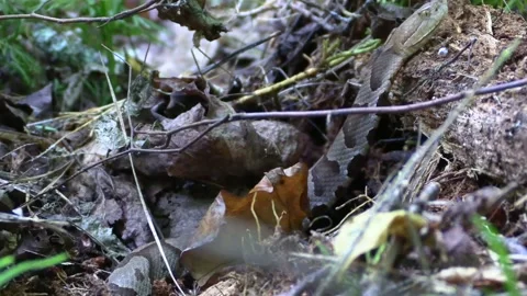 Copperhead snake side view zoom out Stock Footage 217928482