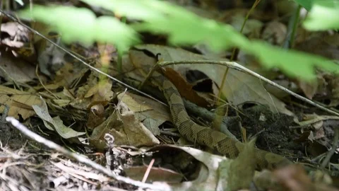 Copperhead Snake Slithering Through Understory Vídeos de archivo 117423857