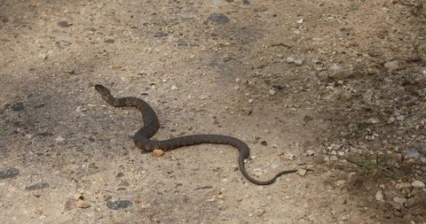 A copperhead snake slithers away Stock Footage 129644567