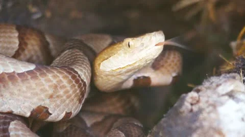 Copperhead Snake Strike Stock Footage 8919882