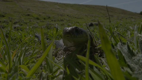 Copperhead Snake Tasmania Stock Footage 91675650