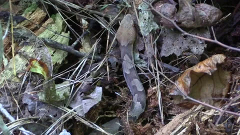 Copperhead snake top view zoom out Stock Footage 217930007